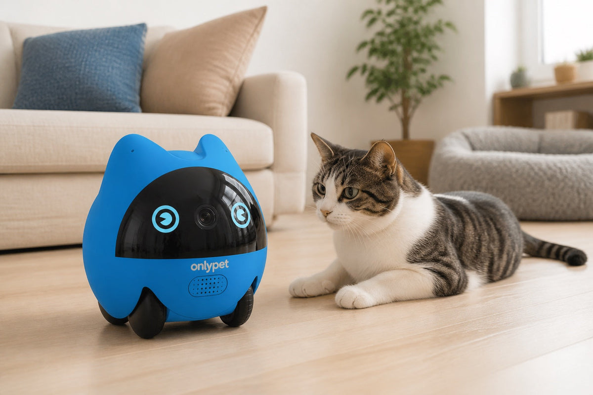 How Long Can You Leave a Cat Alone? Safe Time Limits by Age and Situation